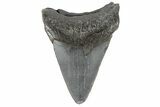 Juvenile Megalodon Tooth - South Carolina #183110-1